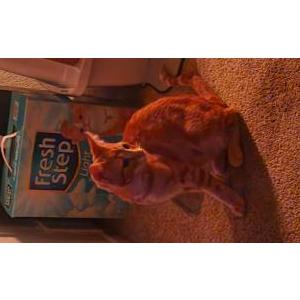Image of Garfield, Lost Cat
