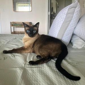 Lost Cat Sammie