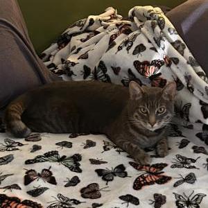 Image of Leni, Lost Cat