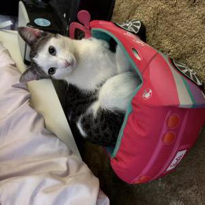 Image of Ace, Lost Cat