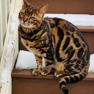 Lost Cat Daly
