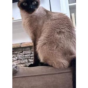 Lost Cat Simmy