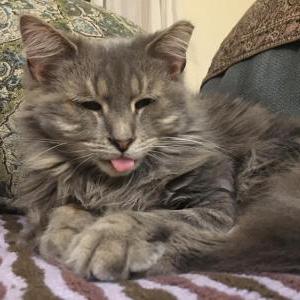 Image of Venus, Lost Cat