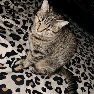 Image of Rogue, Lost Cat