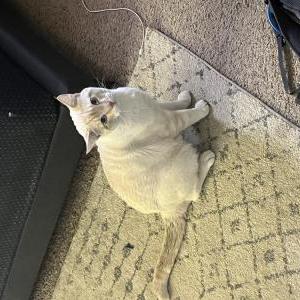Found Cat Unknown
