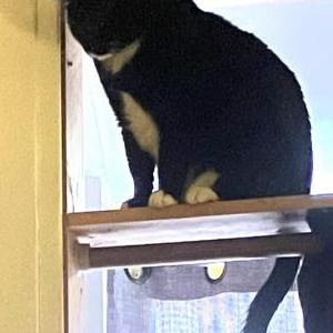 Image of Rico, Lost Cat