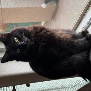 Image of Emo, Lost Cat