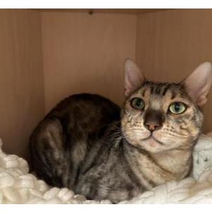 Image of Cosmo, Lost Cat