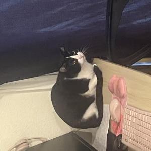 Lost Cat Nile