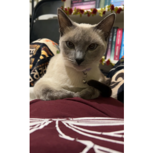 Lost Cat Nesta