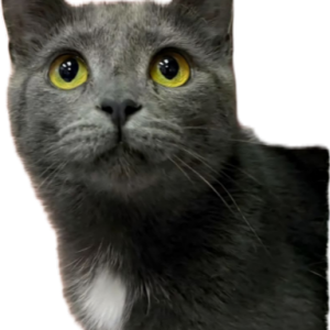 Lost Cat Pumpkin