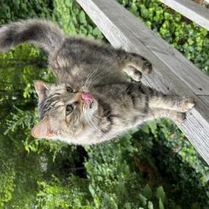 Image of Unknown, Found Cat