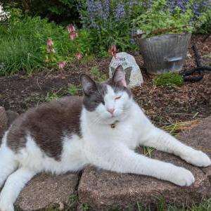 Lost Cat Big Mac