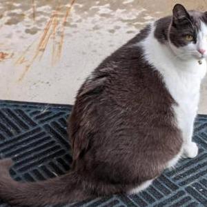 2nd Image of Big Mac, Lost Cat
