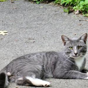 Found Cat Unknown