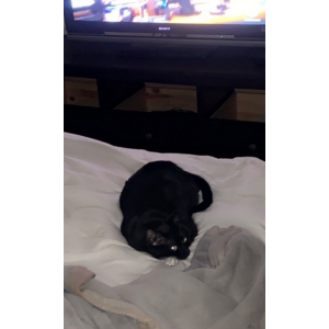 Image of Onyx, Lost Cat