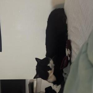 Lost Cat Hand Banana