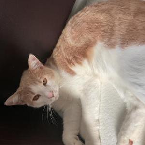 Lost Cat pishu