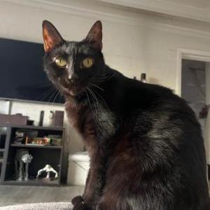 Image of Oprah, Lost Cat