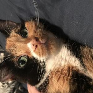 Lost Cat Honeybee