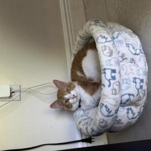 Lost Cat Squeaks