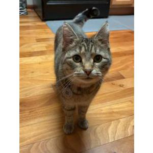 Lost Cat Cleo