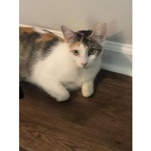 Lost Cat Bella