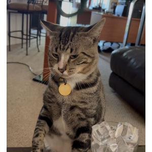 Lost Cat Keino