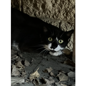Image of Monkey Paws, Lost Cat