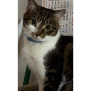 Lost Cat Lilah