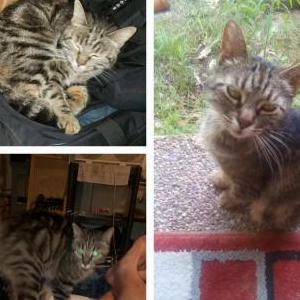 Lost Cat Baby kitty