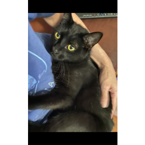 Image of Monkey, Lost Cat