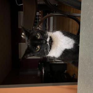 Image of Molly, Lost Cat