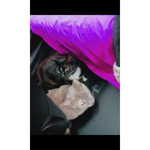 Lost Cat Socks & Kitty