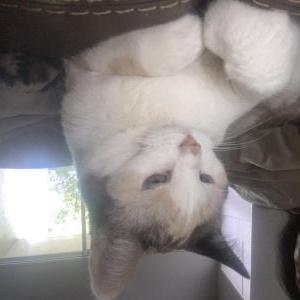 Lost Cat Evac