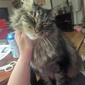 Lost Cat Kevin