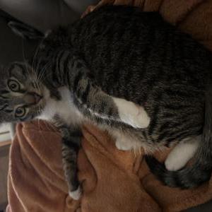 Image of Toby, Lost Cat
