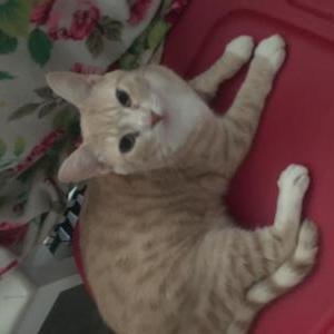 Image of Mochi, Lost Cat