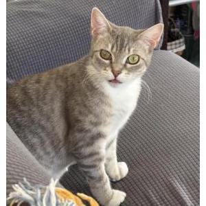 Image of Bibi, Lost Cat