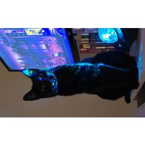 Lost Cat Izy