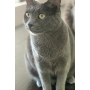 Image of Heisy, Lost Cat