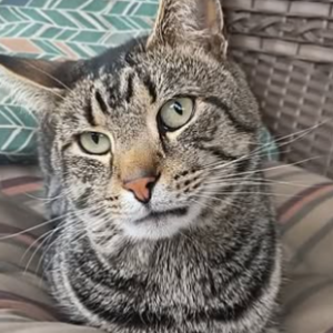 Lost Cat Lil Buddy