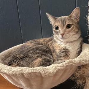Image of Piper, Lost Cat