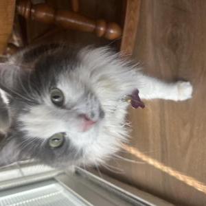 Image of Maizy, Lost Cat