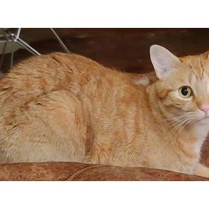 Image of Pushkin, Lost Cat