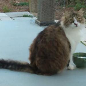 Lost Cat Fluff