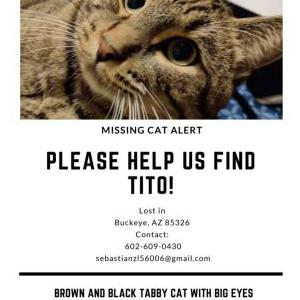 Lost Cat Tito