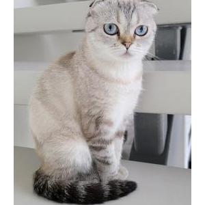 Lost Cat Meme