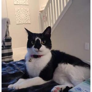 Lost Cat Rue