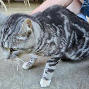 Found Cat Unknown